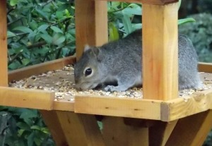 Squirrels eat bird seed?