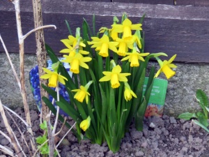 One bunch of Mini daffodils