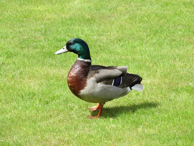 A mallard on the lawn