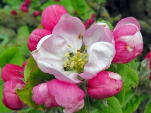 Apple blossom in May