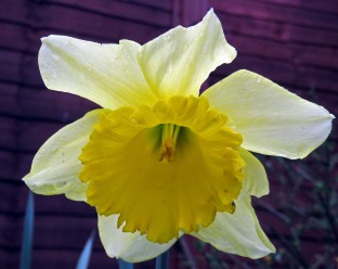 Daffodil closeup 13042016