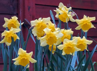 Daffodils 13042016